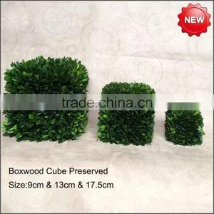 Cypress Hedge Preserved thumbnail-3