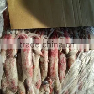 Frozen Loligo Squid Chinensis thumbnail-5