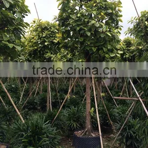 Ficus Benghalensis Variegata thumbnail-3