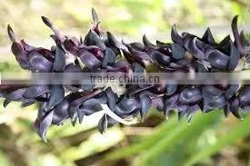 Mucuna Pruriens thumbnail-3