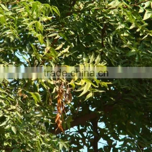 Azadiracta Indica thumbnail-3