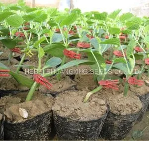 High Quality Hybrid Rootstock Seeds for Watermelon/melon Planting thumbnail-5