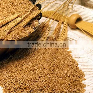 Indian Wheat (Whole) thumbnail-1