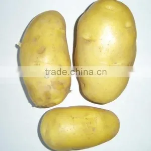 Factory Supplying 2015 New Crop Fresh Holland Potato With Good Quality thumbnail-1