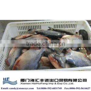 Freshwater Fish for Sale thumbnail-1
