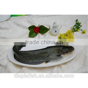 Fresh Catfish Whole Round Wholesale thumbnail-1