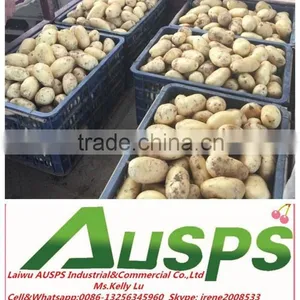 2015 Crop China Fresh Potato for Sale thumbnail-2