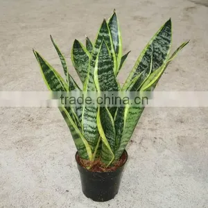 Sansevieria Trifasciata 'Laurentii Compacta' thumbnail-1