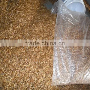 Feed For Bird & Fish Freeze Dried Mealworms;yellow Mealworms thumbnail-5