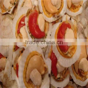Fresh and Frozen Dry Usa Scallops thumbnail-1