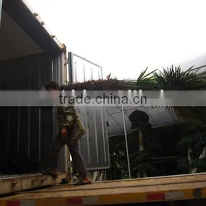 Trachycarpus Fortunei Chemorops Excelsa thumbnail-1