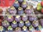 Mangosteen Extract thumbnail-1