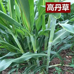 Wholesale Price Sudangrass Seeds Argriculture Hybrid Sorghum Sudan Grass Seed for Sale thumbnail-2
