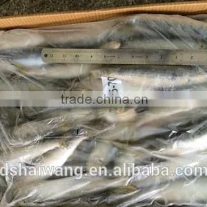 Sardine for Fish Bait From China Size 60 - 70 Pcs/ctn thumbnail-1