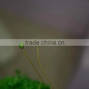 Happy Flower thumbnail-6