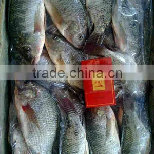 Tilapia thumbnail-1