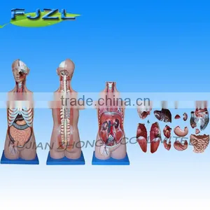 Hot Sale 85CM Unisex Torso Model With 23 Parts thumbnail-1
