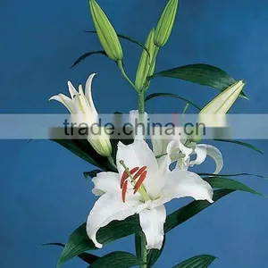 Wholesale High Quality Fresh Lily Flower Water Lilies Flowers From Kunming Qingyi thumbnail-2