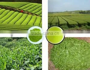 Green Tea Powder for Tea Drinks thumbnail-1