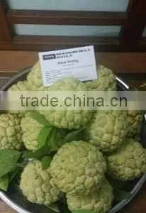 Custard Apple Fruit From Viet Nam thumbnail-2