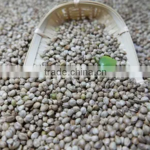 Hemp Seeds With High Quality 2016 Crop thumbnail-5