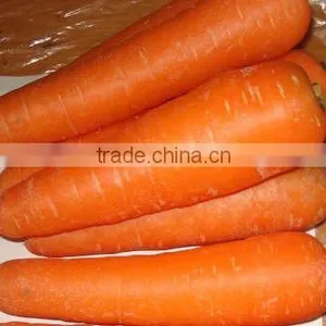 Fresh Carrot 2016 Crop thumbnail-4