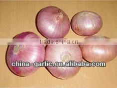 Fresh Small Onion ( Low Price) thumbnail-1