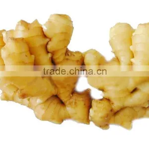 2016 Hot Sale Organic Fresh Ginger With High Quality thumbnail-5