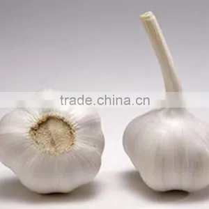 Low Price Buy Chinese Garlic thumbnail-2