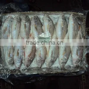 Frozen Silver Croaker thumbnail-5