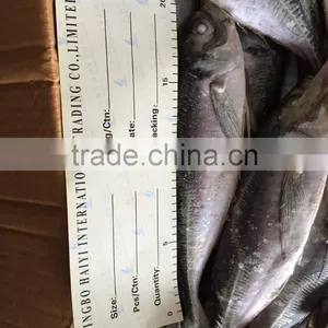 Sea Frozen Horse Mackerel 20cm+ 2016 thumbnail-2