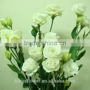 Best Price Fresh Cut Flowers White Eustoma For Sale thumbnail-1