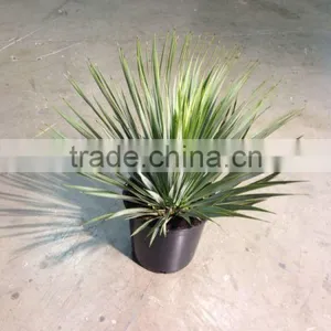 Yucca Rostrata thumbnail-1