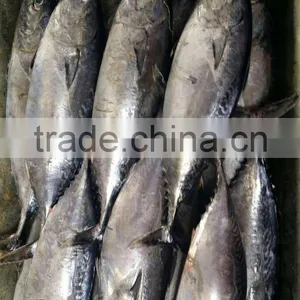 Sea Frozen Bonito Fish thumbnail-4