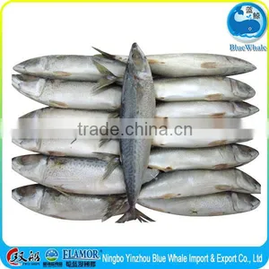 Best Quality Fresh Scomber Japonicus Mackerel thumbnail-1