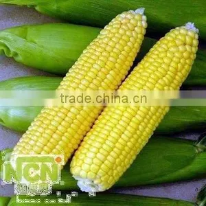 Factory Direct Sales Cheap Wholesale All Kinds of Frozen Sweet Corn thumbnail-1