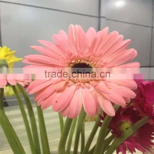 Fresh Gerbera Chrysanthemum Cut Flowers Exporters in China thumbnail-1