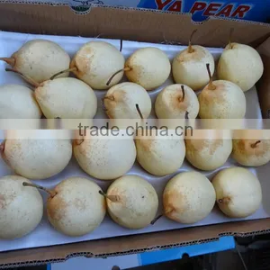 Fresh Pears/New Fresh ya Pear/Fresh ya Pear thumbnail-4