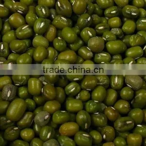 GREEN BEAN thumbnail-1