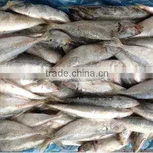 Import Frozen Meat Round Scad Fish 16pcs/kg in China 2014 New Offer thumbnail-1