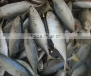 INDIAN MACKEREL thumbnail-1