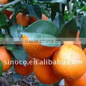 Newhall Navel Orange thumbnail-1