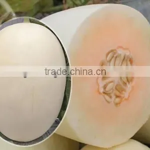 Hybrid F1 Big White Peel Red Flesh Sweet Melon Seed For Planting-Fairy Baby No.8 thumbnail-1