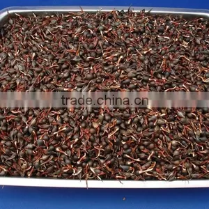 2016 Newly Chinese High Quality Agarwood Seeds For Growing thumbnail-1