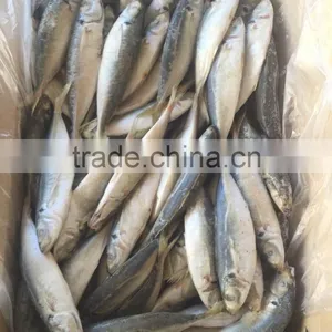Frozen Horse Mackerel Norway for Canned Mackerel China Seafood thumbnail-2
