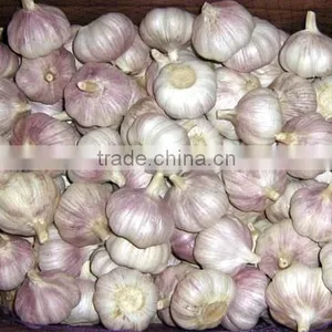 Fresh Style White Garlic From Cold Storage thumbnail-2
