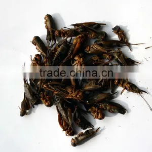 Freeze Dried Crickets, Bird & Reptiles Pet Food thumbnail-1