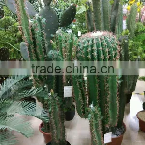 SJ3001012 Ornamental Cactos Plant Wholesale Cactus Potted Plant thumbnail-2