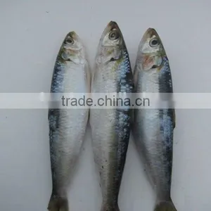 l Fresh Frozen Sardine Fish Whole Round thumbnail-1