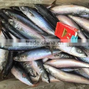 200-300g Sea Frozen Pacific Mackerel thumbnail-1